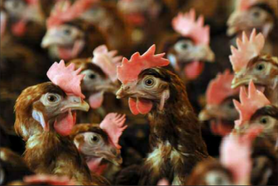 Une possible réhabilitation de l’élevage de Vahibé