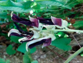 Les urgences et le centre Jacaranda exposés au risque sanitaire du Tchizangou