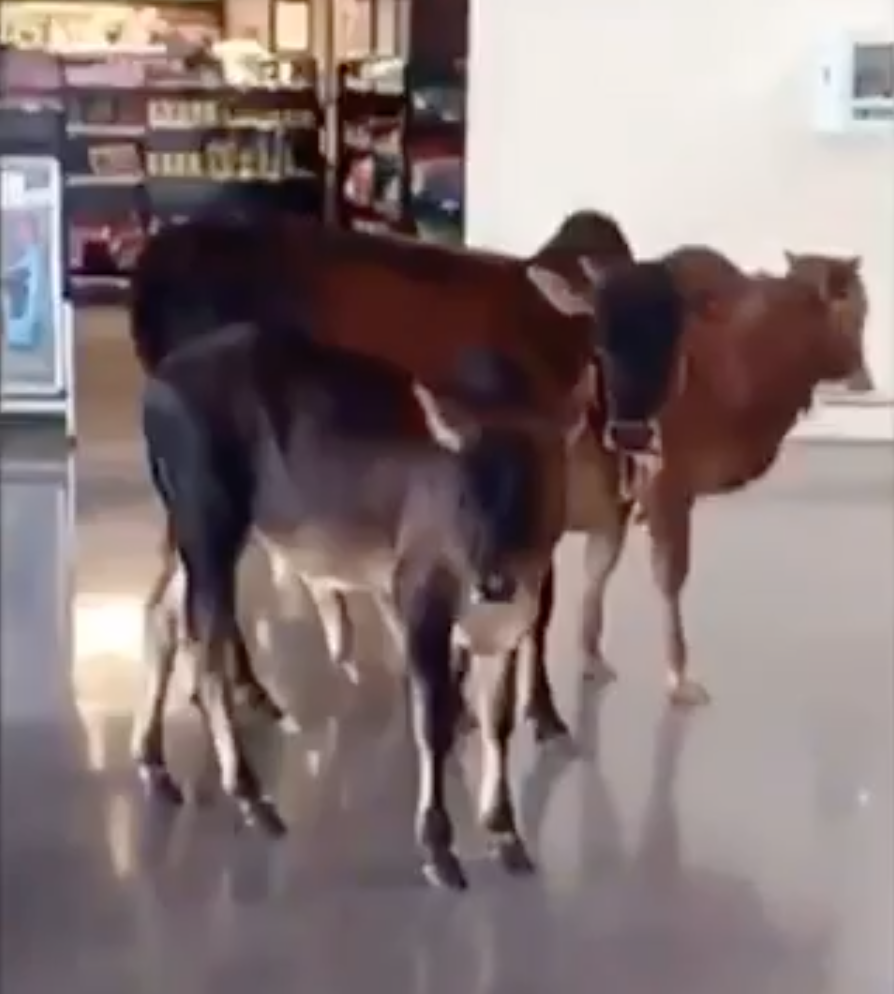 Des zébus en promenade dans l’aéroport