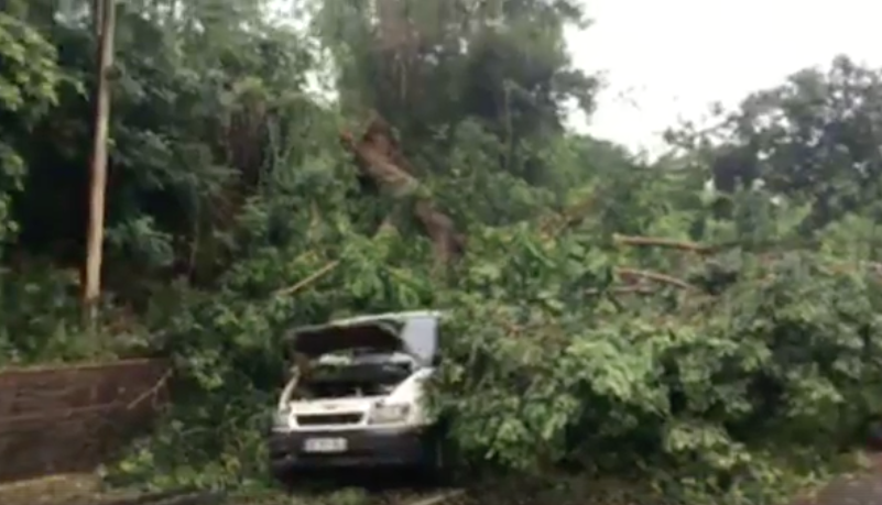 Mamoudzou Manguier : un arbre tombe sur une voiture