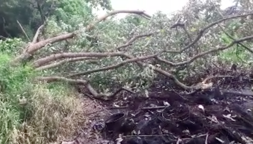 De nouveaux arbres coupés pour renforcer les barrages en ce jour d’élection (vidéo)