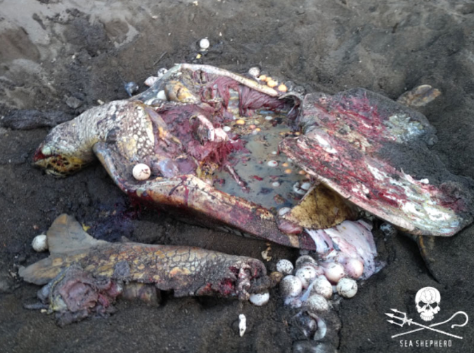 L’association SEA SHEPHERD s’en prend aux gardiens du conseil départemental après des massacres sur des plages “protégées”