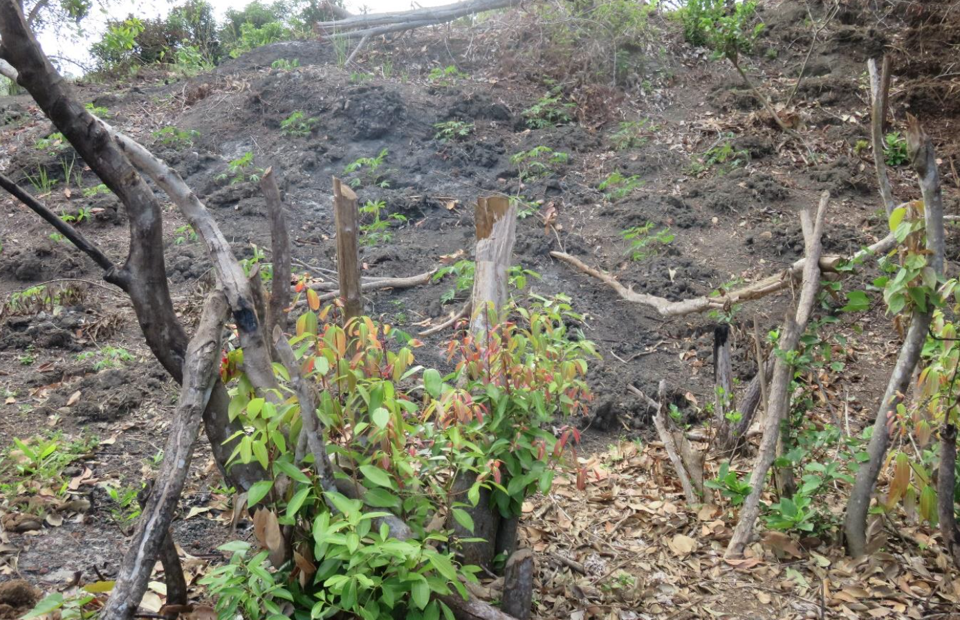La substitut du procureur en charge de l’environnement visite la forêt départementale de MAJIMBINI-MADJABALINI