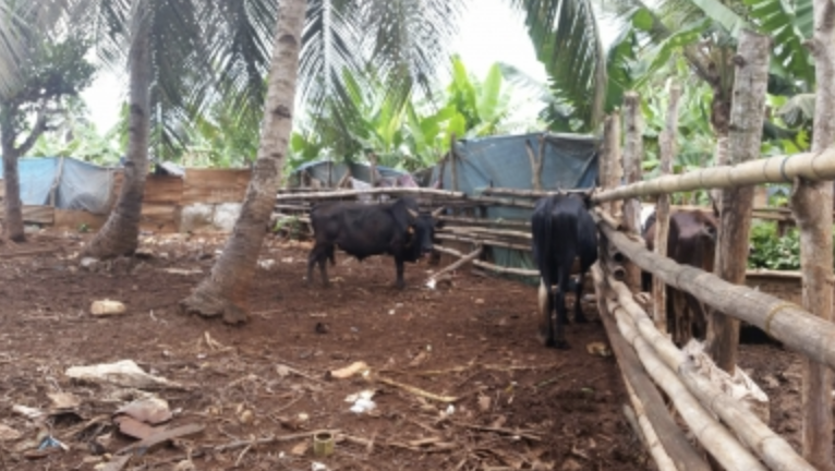Circulation de la Fièvre de la Vallée du Rift à Mayotte