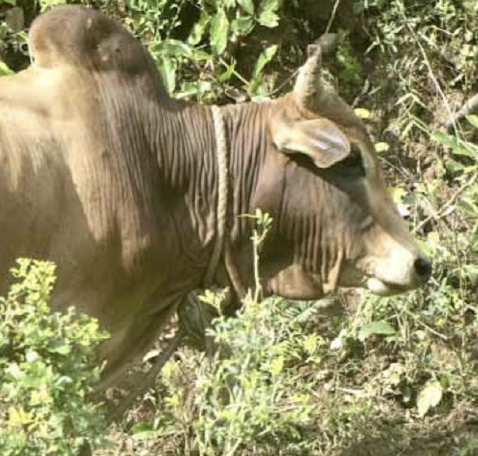 Mamoudzou relance l’appel d’offre pour la gestion d’une fourrière animale