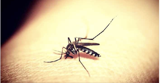 Une épidémie massive de dengue sévit sur l’île de La Réunion