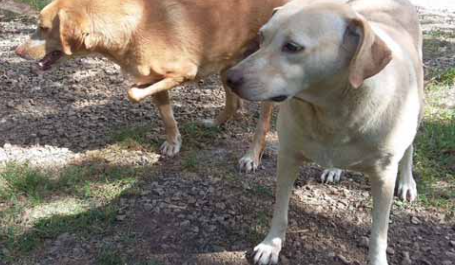 Le refuge de l’association Gueules d’amour est actuellement fermé