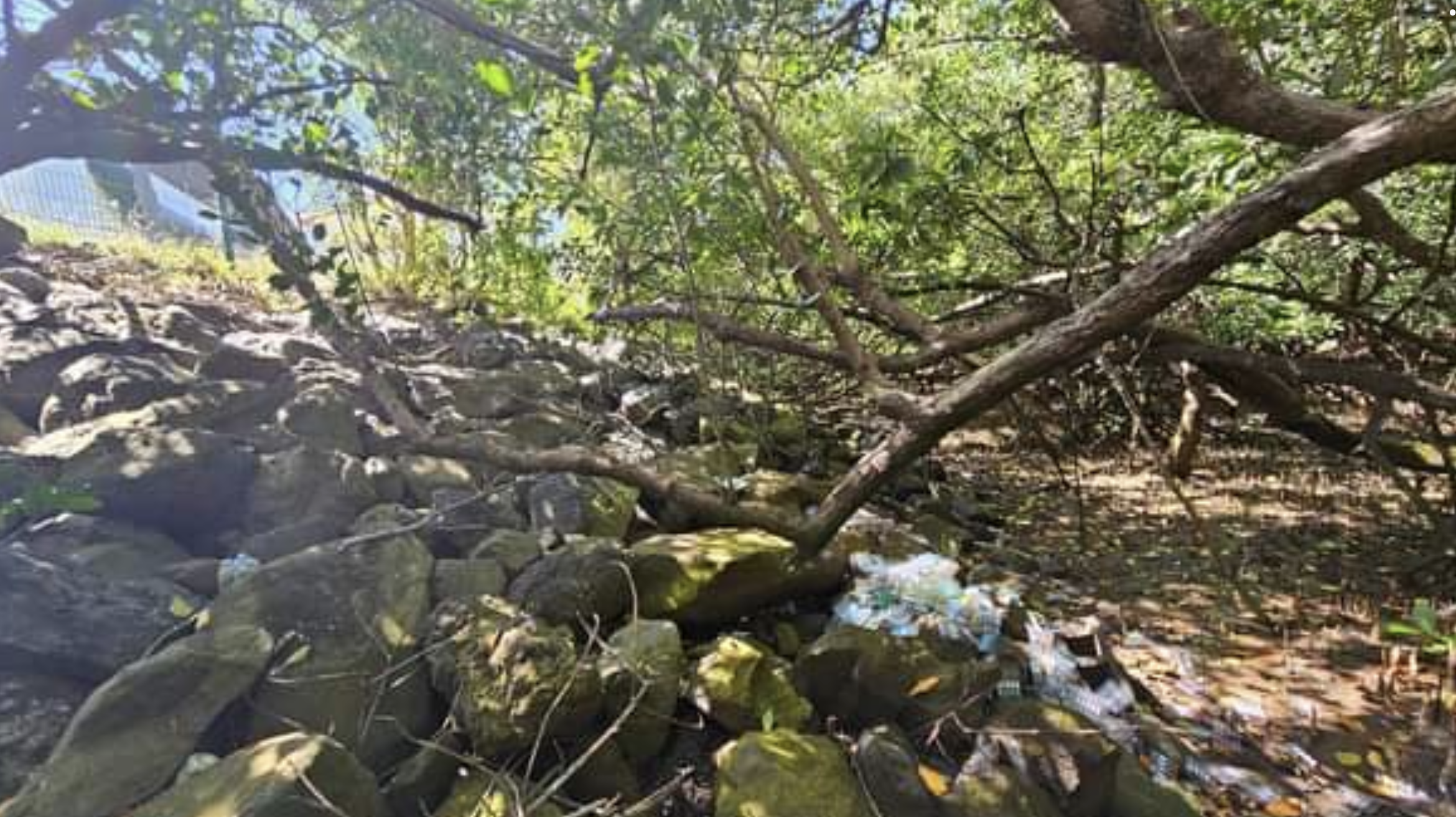 Des déchets dangereux ont été retrouvés dans la mangrove à Mamoudzou