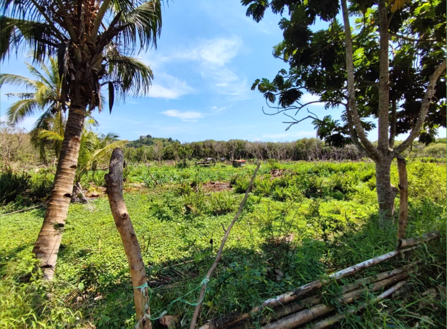 La mangrove de Dzoumogné va être remise en état