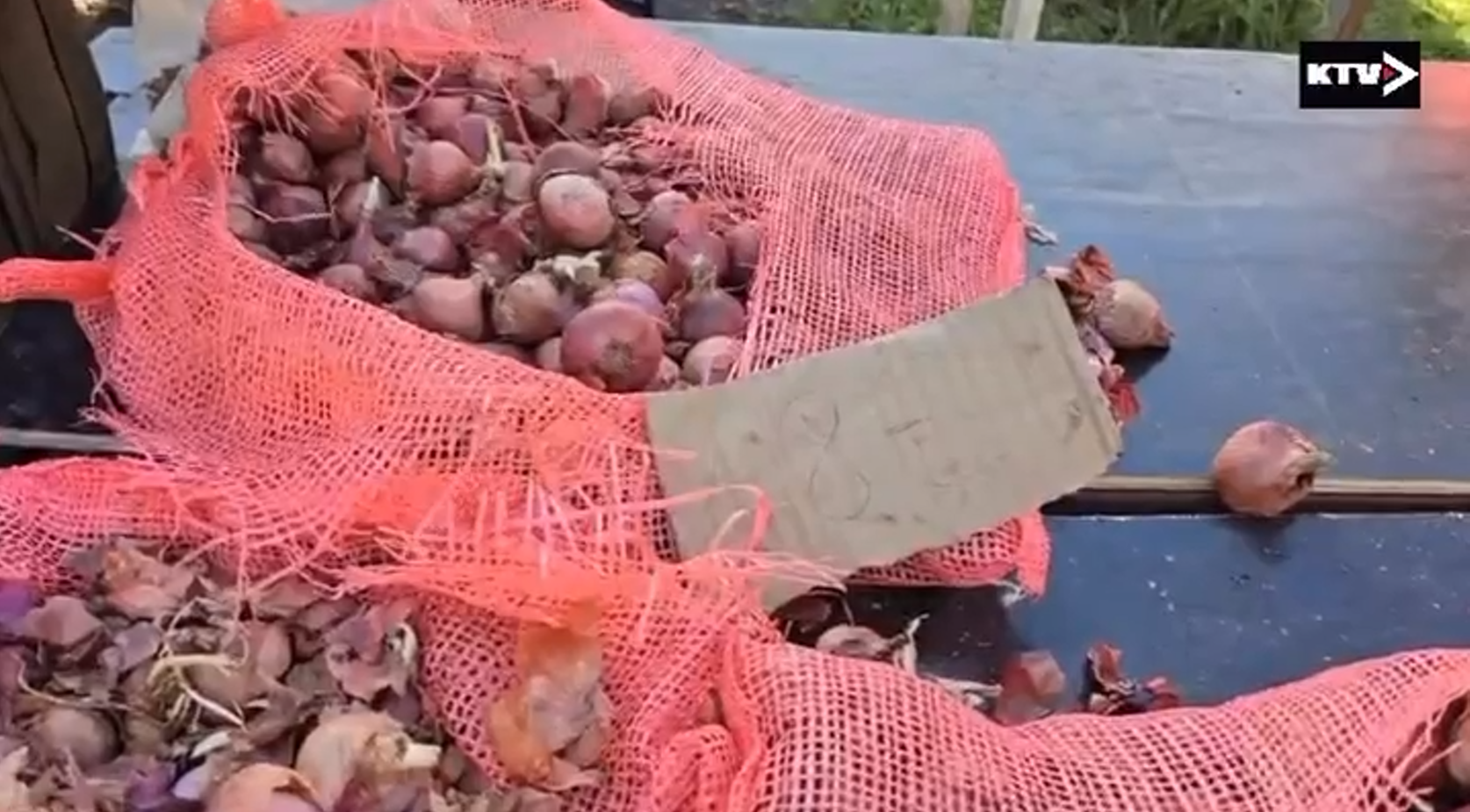 Les oignons reviennent sur les étales (vidéo)