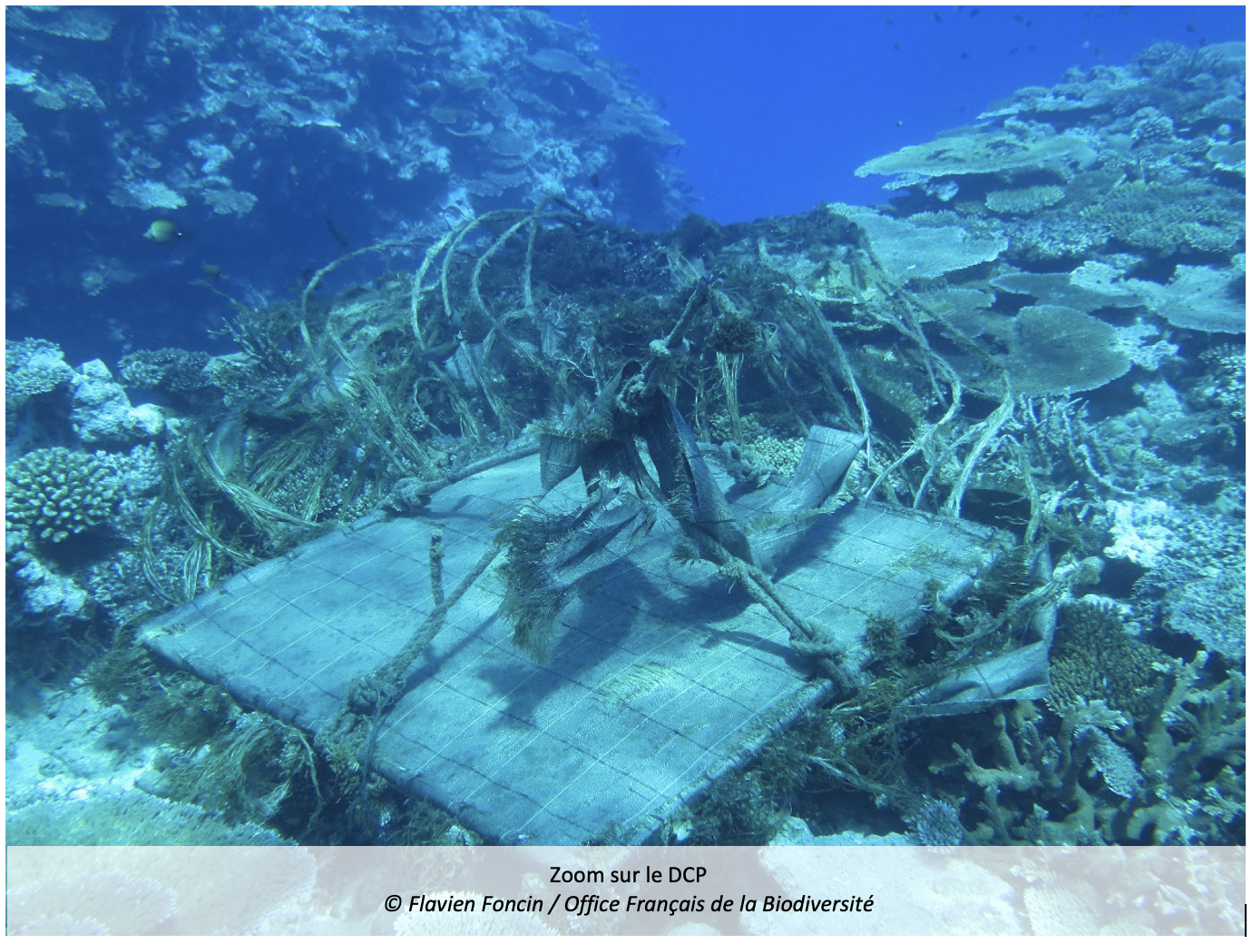 Échouage de dispositifs de concentration de pêche thonière dans le corail à Mayotte
