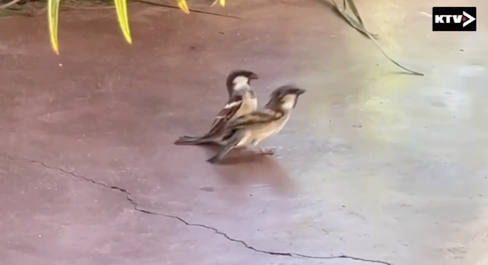 Vidéo du jour : la nature fait parfois sourire