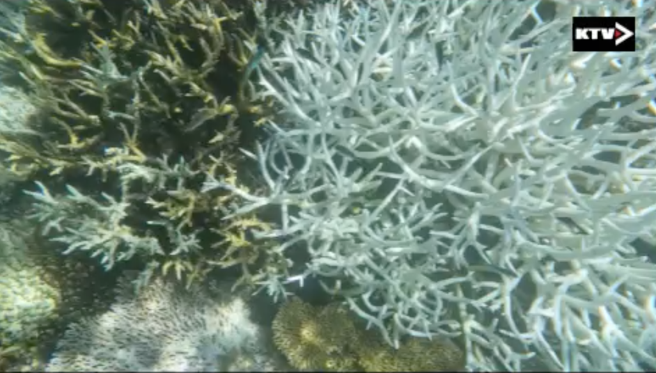 Vidéo du jour : le corail de Mayotte blanchit dangereusement