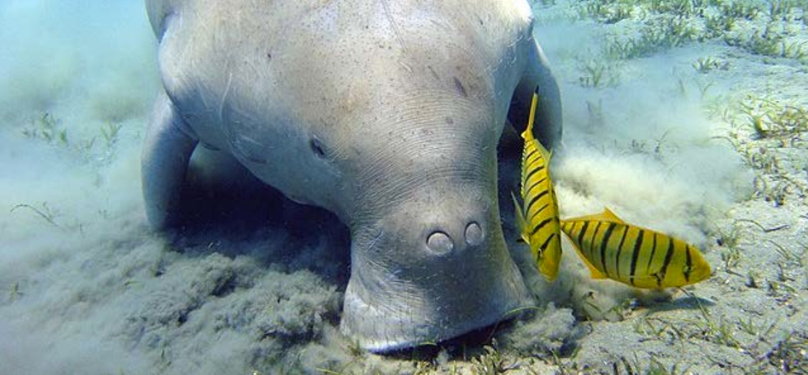 Le Festival de l’Image Sous-Marine de Mayotte décerne 33 prix