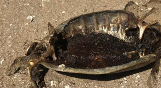 Braconnage de tortues, interpellations sur la plage de Sohoa