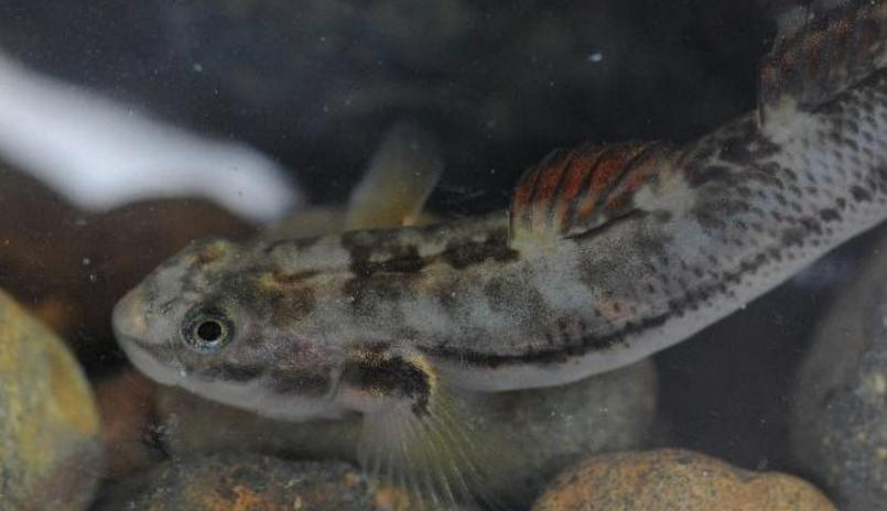Mayotte Nature Environnement porte un projet pour sauver un poisson et une biodiversité en péril