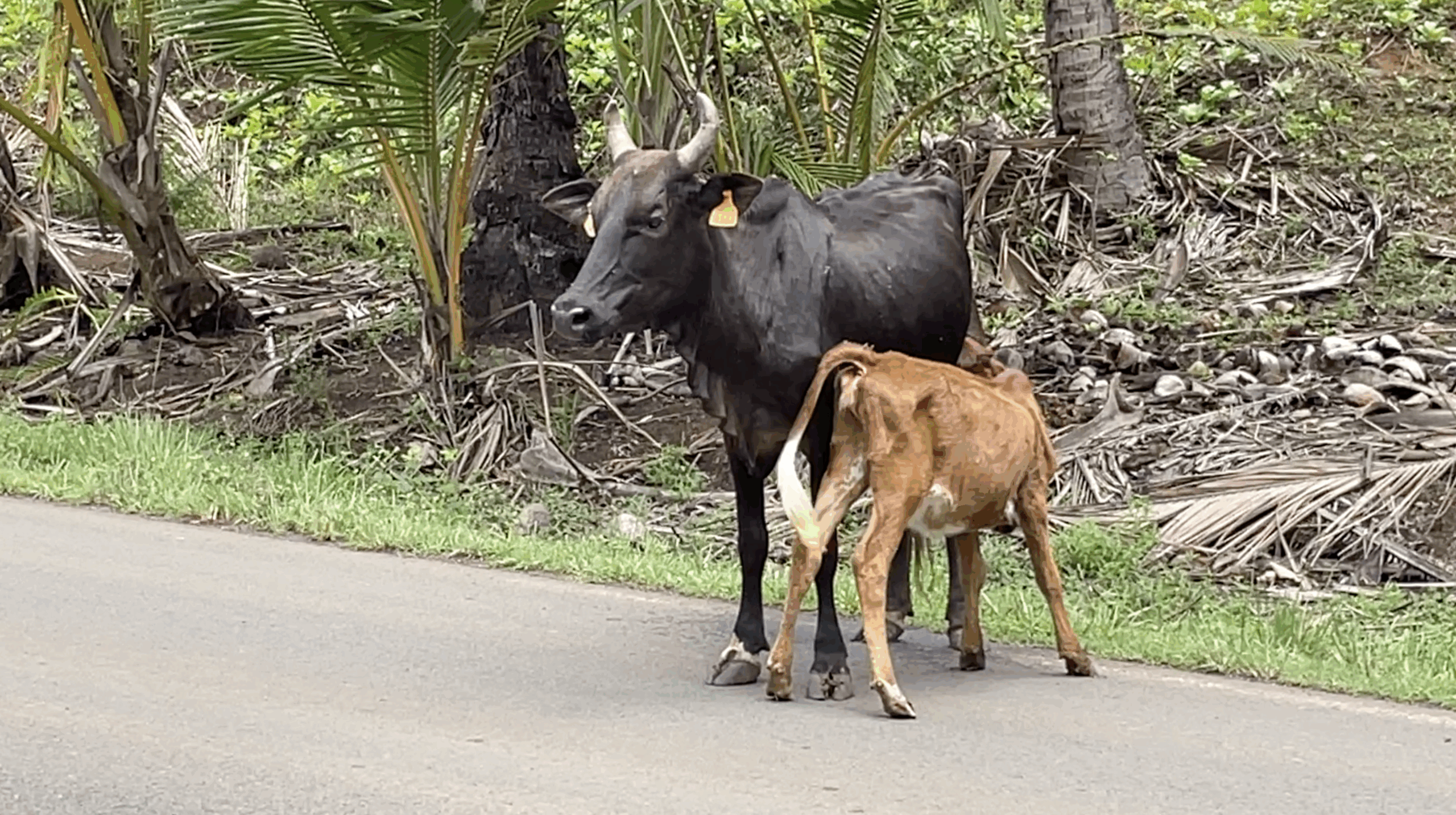 Moderniser l’élevage local, une priorité