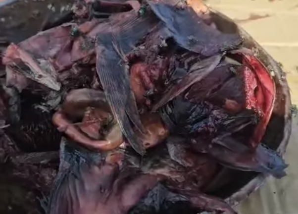 Une tonne de poissons avariés saisie à Mtsapéré