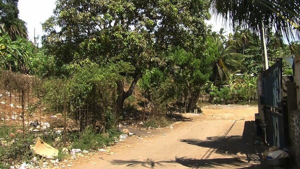 Des chiens abattus à Kawéni
