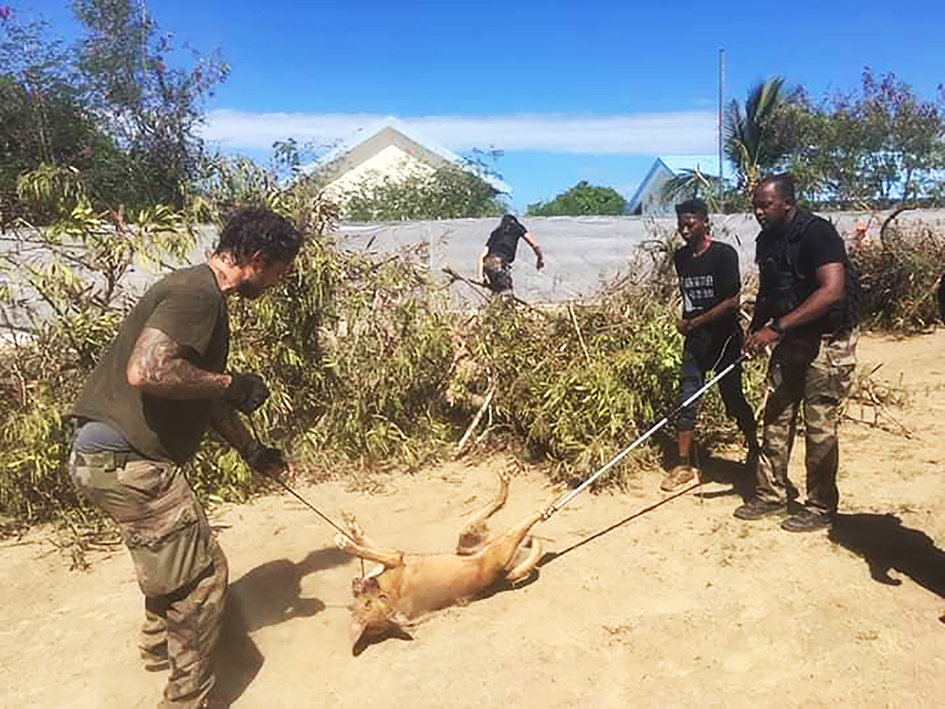 Les armes létales sont autorisées pour réduire les meutes de chiens errants