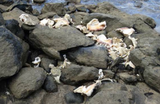 Le pillage des coquillages continue