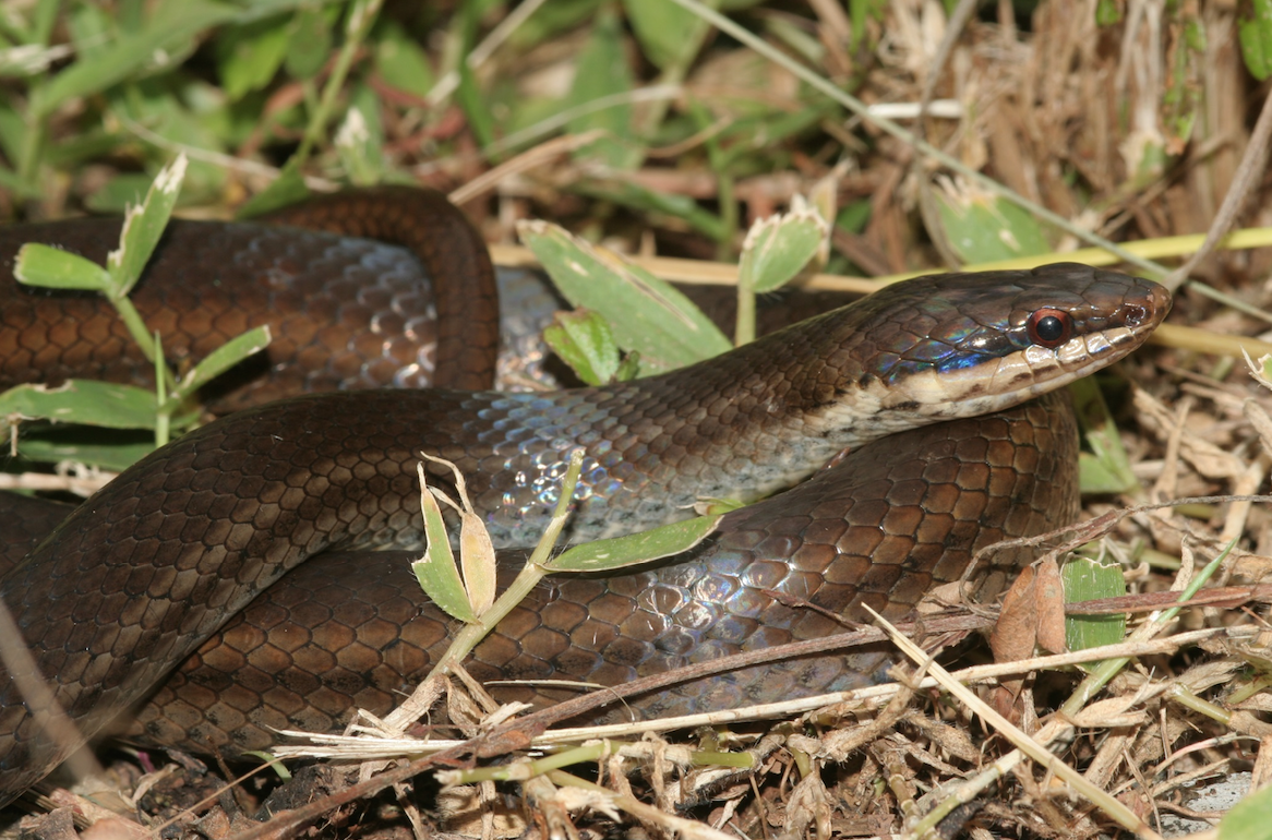 La couleuvre de Mayotte, espèce endémique et menacée