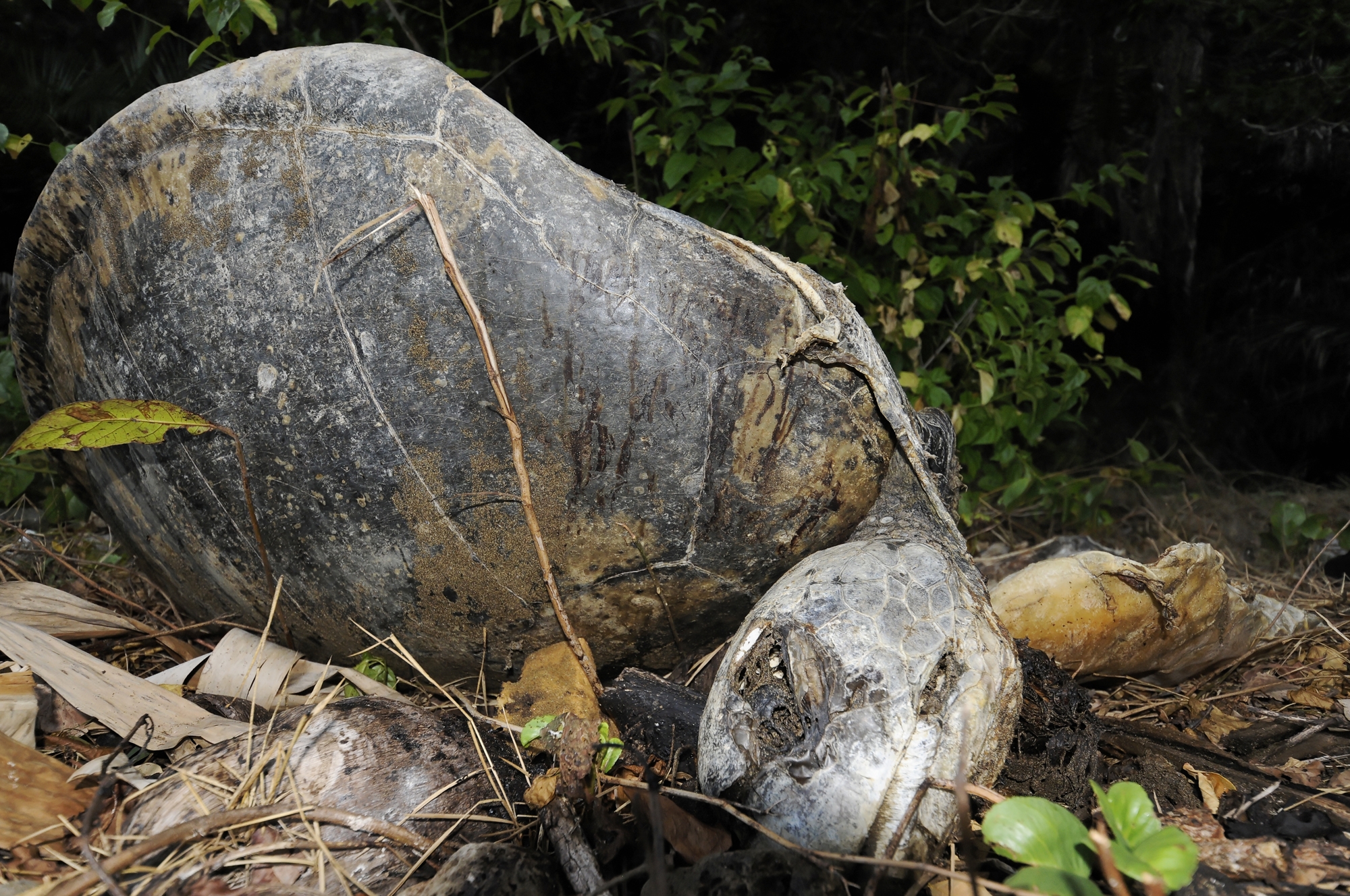 Des braconniers de tortues interpellés sur la plage des Badamiers