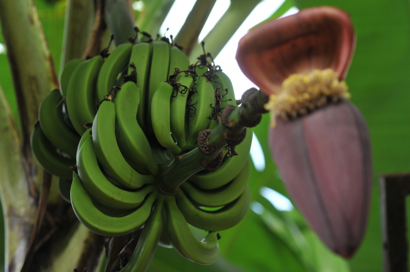 Tsingoni : 10 hectares de cultures rasés