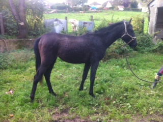De nouveaux pensionnaires attendus au Centre équestre