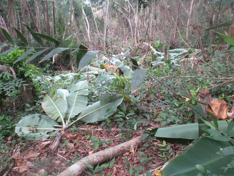 Opération destruction de plantations illégales