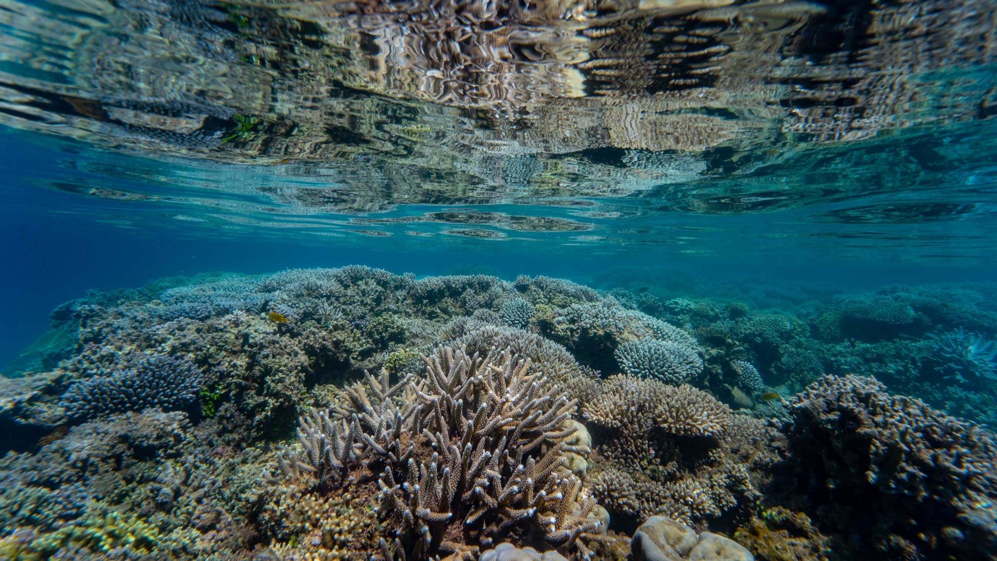 Le Label High Quality Whale-Watching® a un an mais il ne fait pas d’émules parmi les opérateurs nautiques