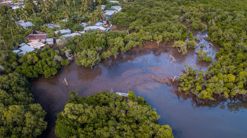 Un nouvel outil pour visiter les mangroves virtuellement