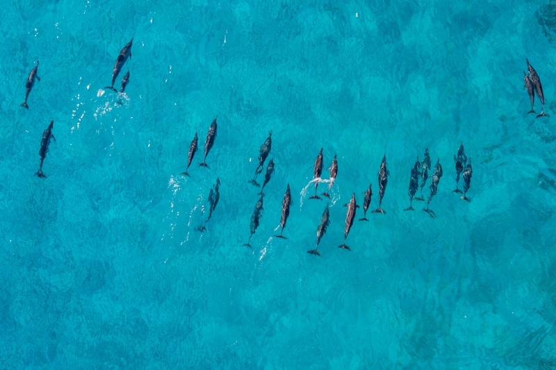 Il est interdit de s’approcher des dauphins à moins de 100 mètres