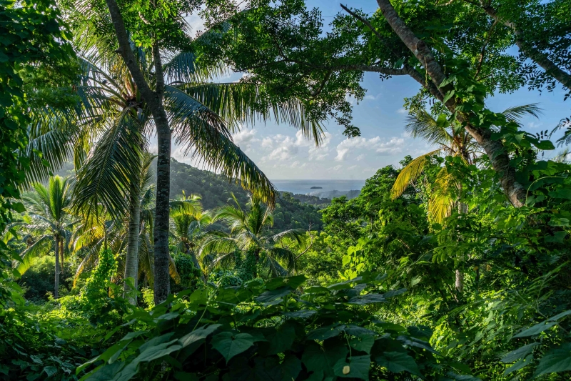Chiconi : des randonneurs en forêt attaqués par des voleurs