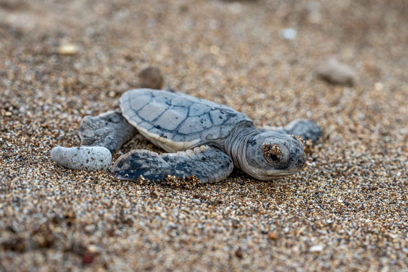 Le plein de sorties en février avec les Naturalistes de Mayotte