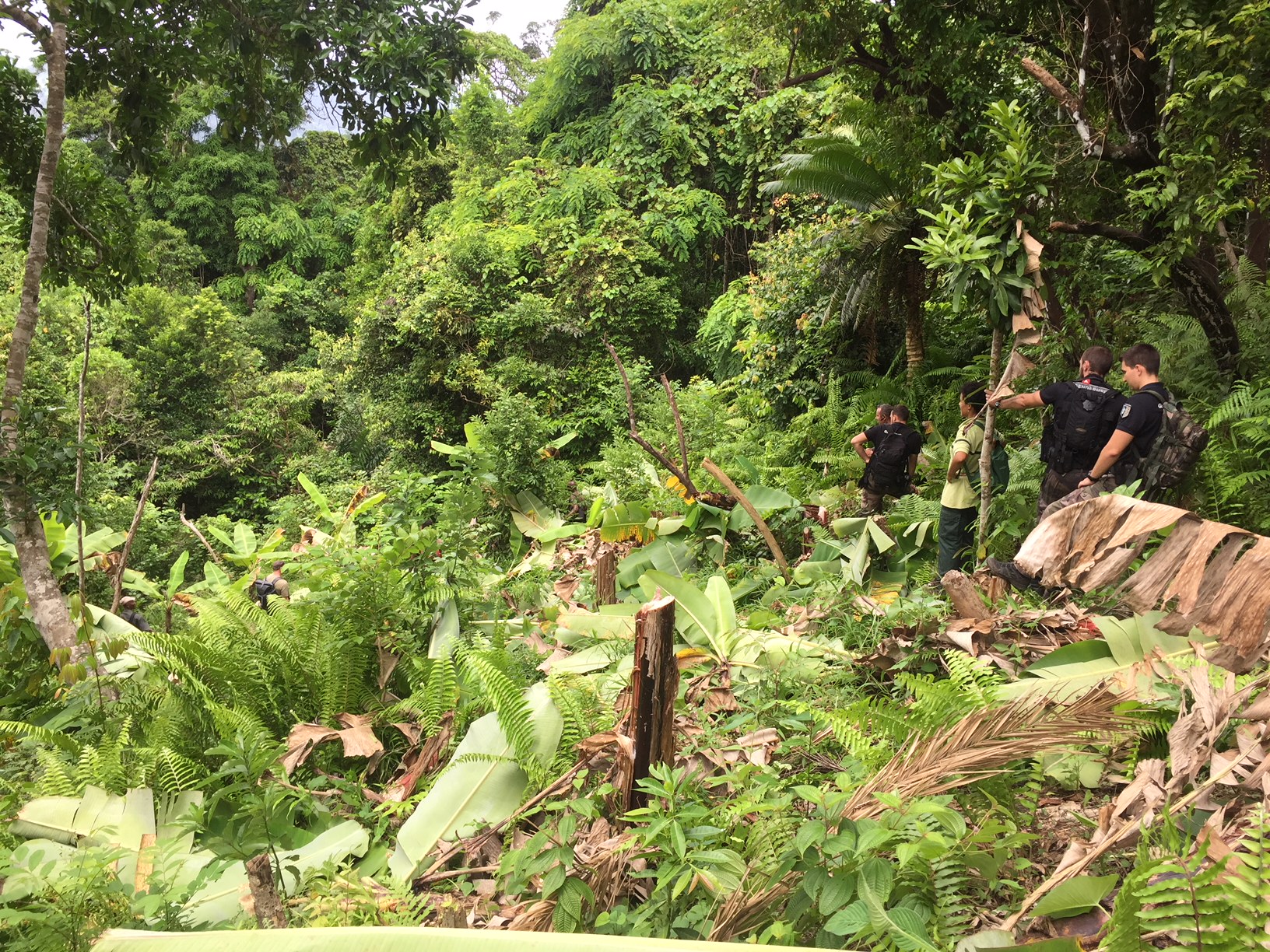 Opération de destruction de cultures implantées illégalement en forêt départementale de Majimbini