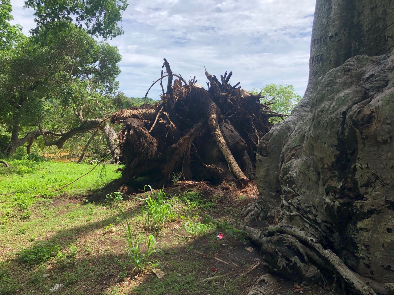 Un baobab s’effondre à Musicale Plage