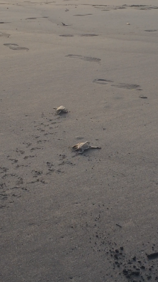 Oulanga Na Nyamba rappelle les consignes à respecter lors d’une émergence de tortues