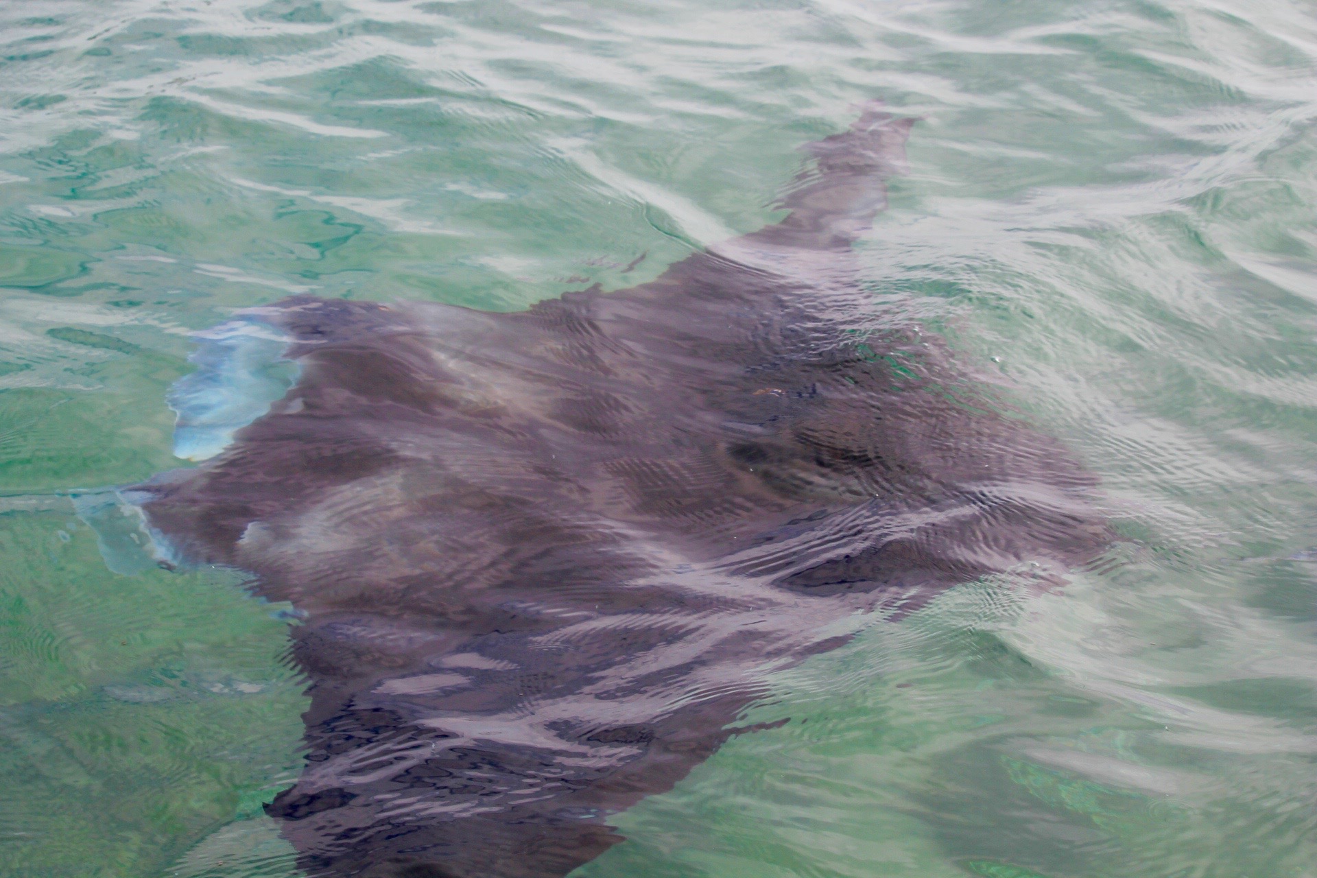 Le label HQWW : observer les mammifères marins sans les déranger
