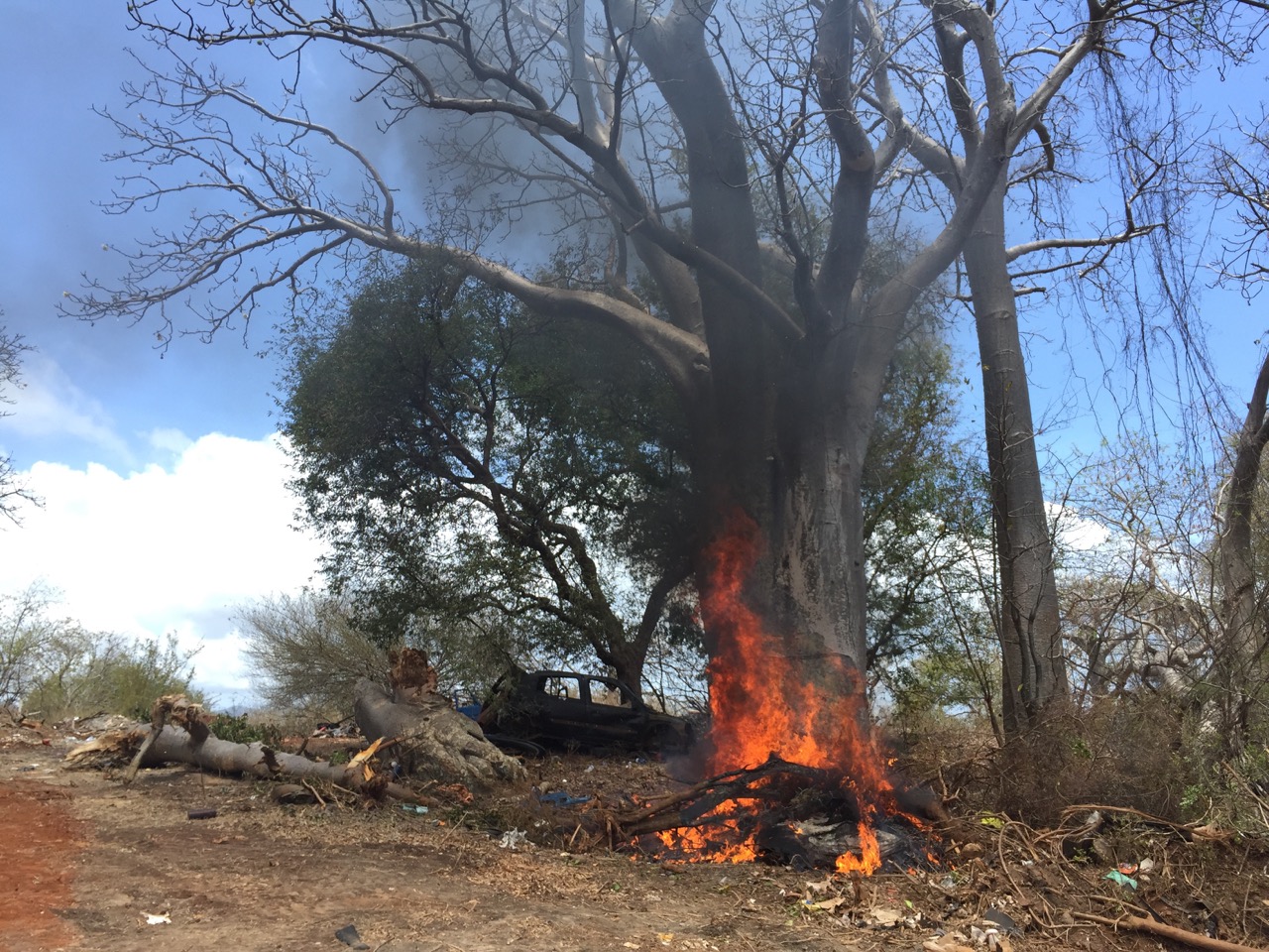 Insouciance : Feu de broussaille au pied d’un baobab de plusieurs dizaines d’années