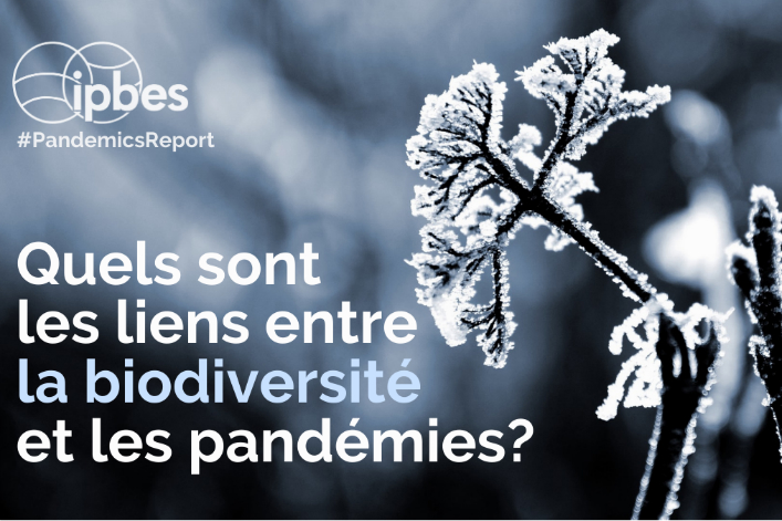Coronavirus : « En réduisant la biodiversité, on augmente la probabilité qu’un virus passe d’une espèce à l’autre et atteigne les hommes »
