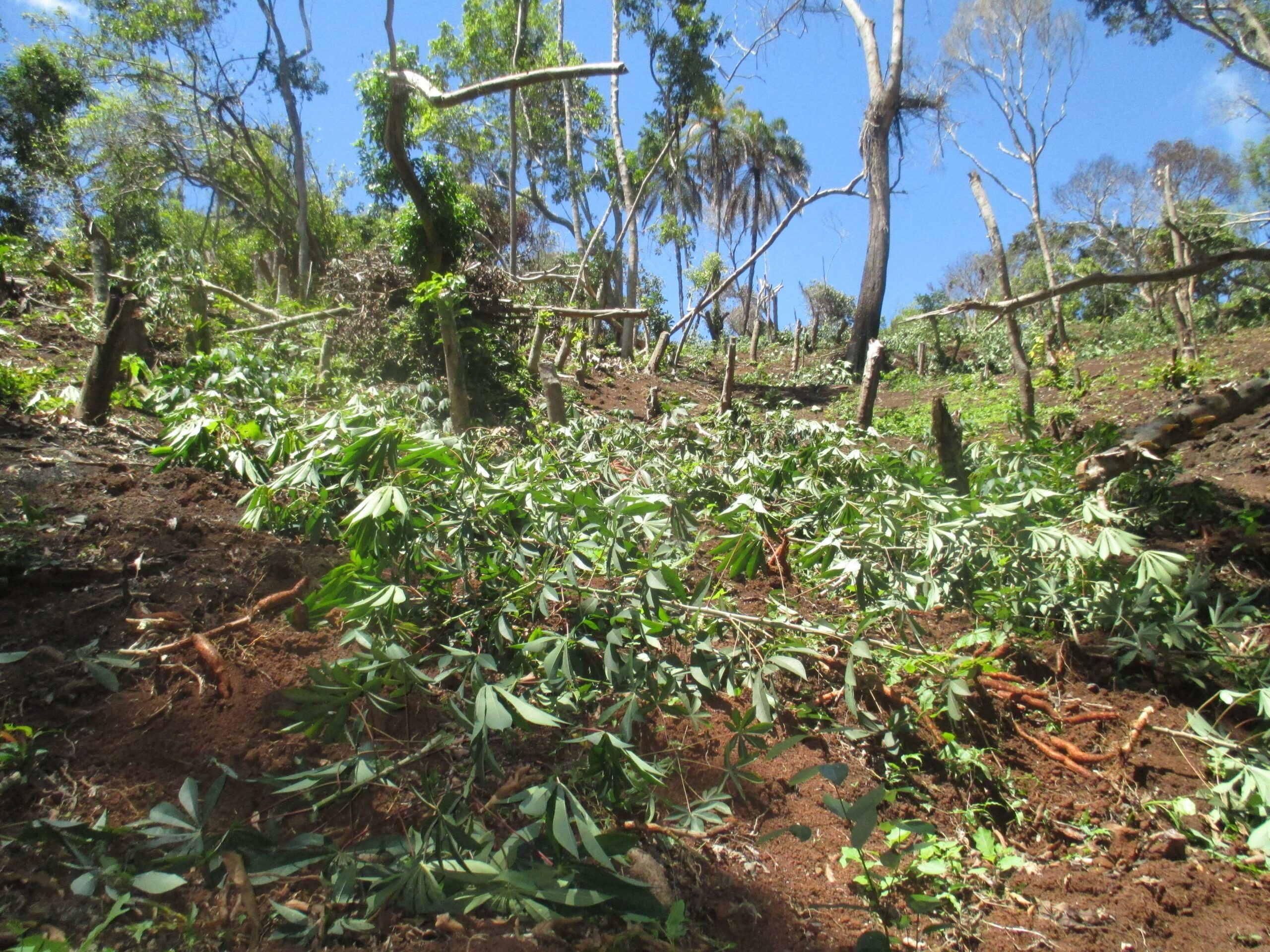 Opération de destruction de cultures implantées illégalement en forêt départementale de Majimbini