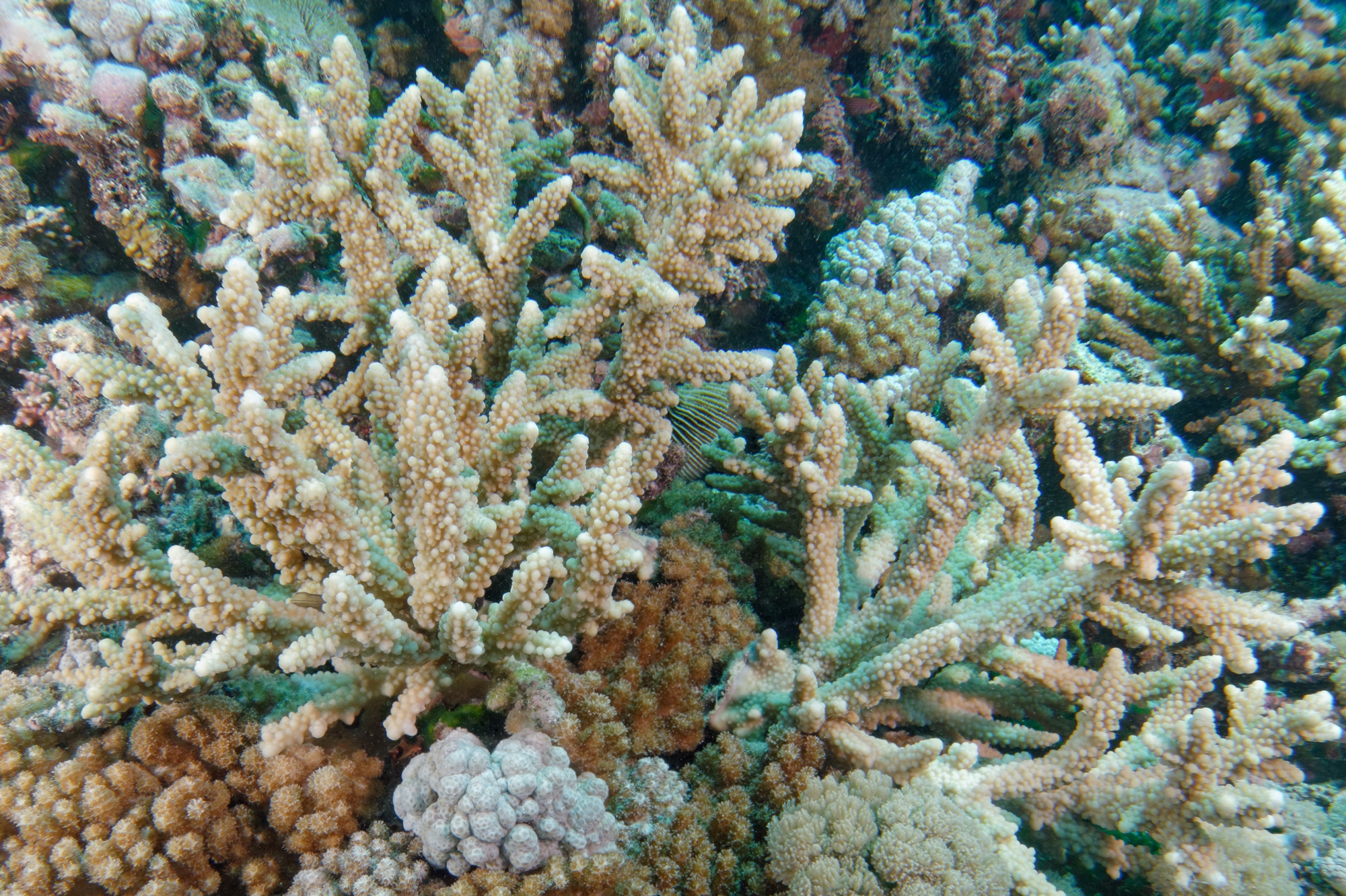 Les lauréats 2017 du concours de l’image sous-marine connus dans un mois