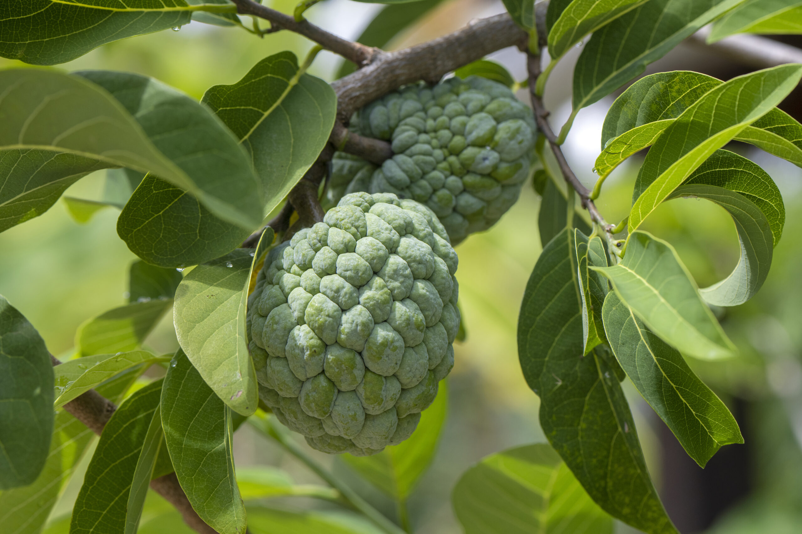 Attention à certains fruits tropicaux au quotidien