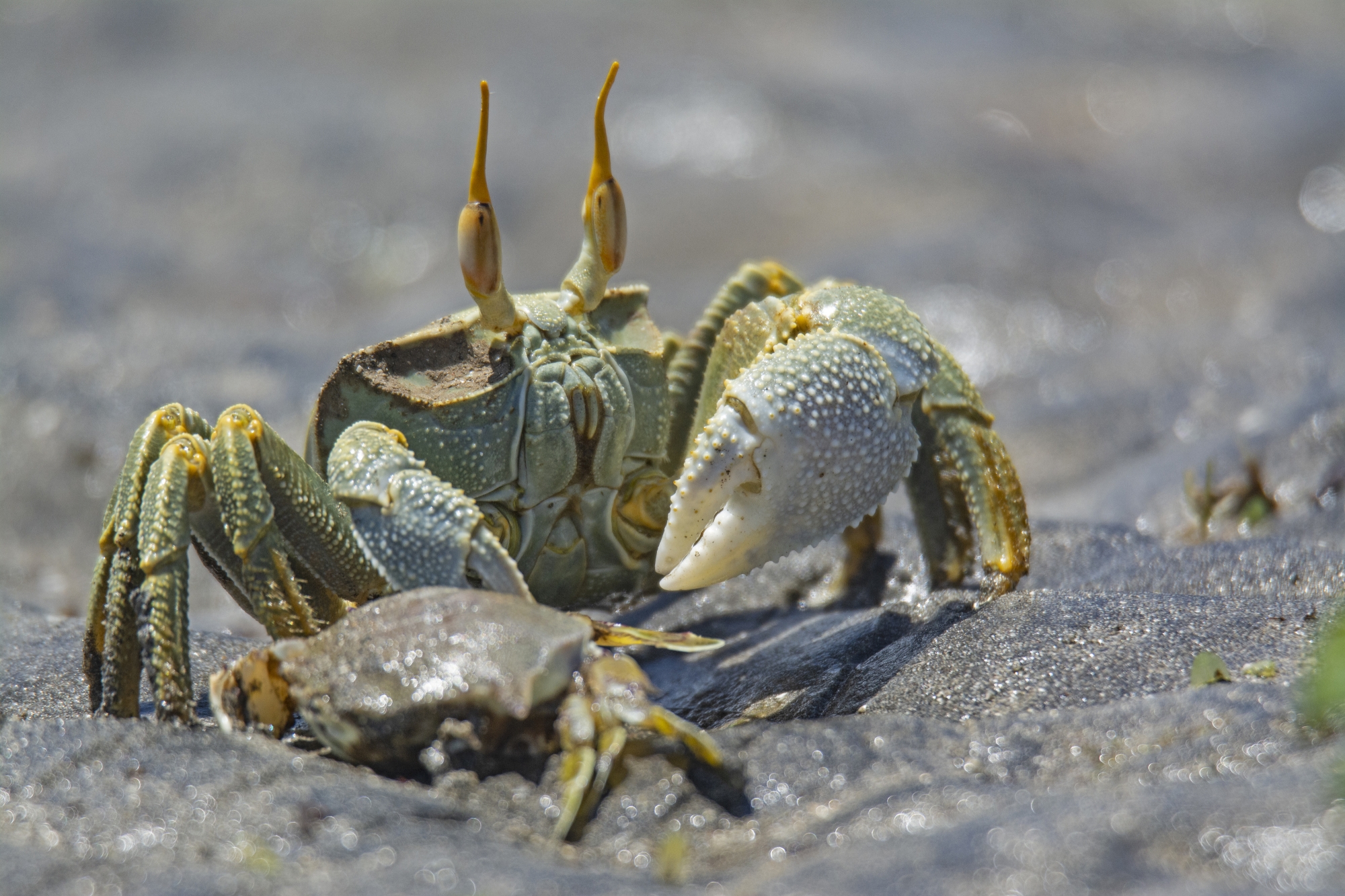 Le crabe des mangroves en pince pour Mayotte