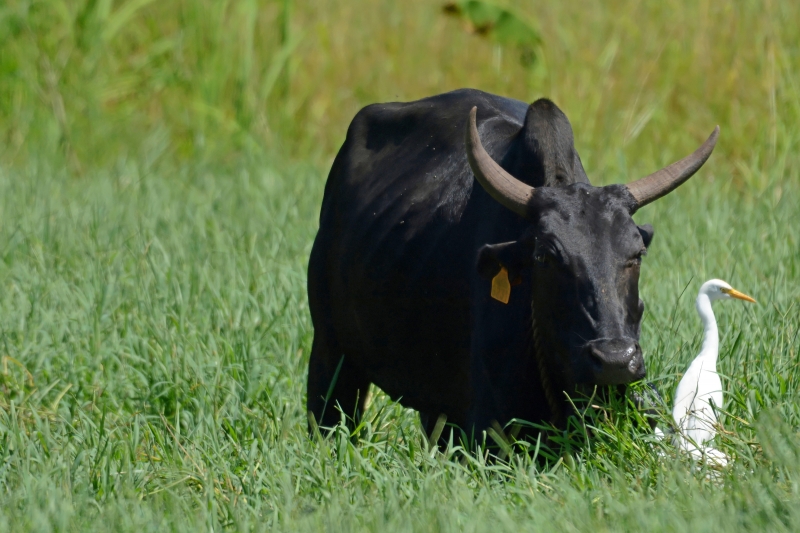 Des foyers de fièvre aphteuse ont été détectés aux Comores.