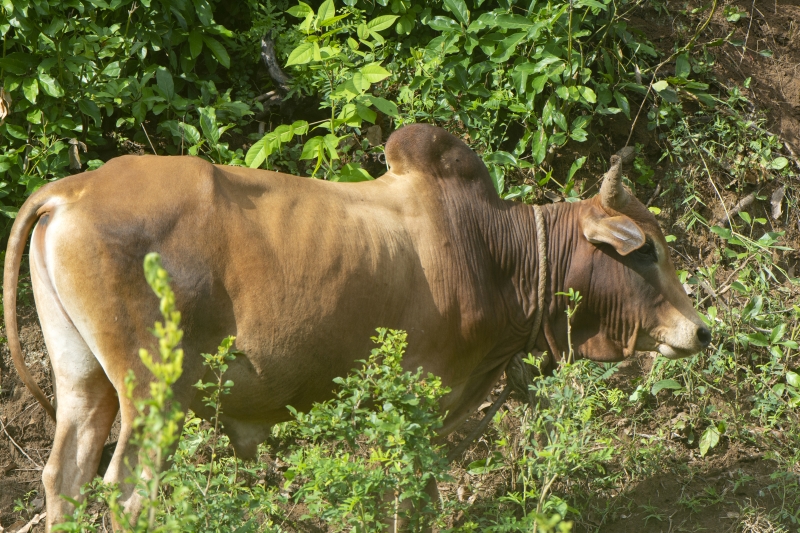 Ouverture d’une fourrière animale à Mtsamboro