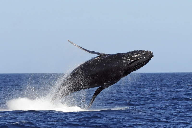 Les conséquences de la marée noire se font t-elles ressentir sur les animaux marins de Mayotte ?