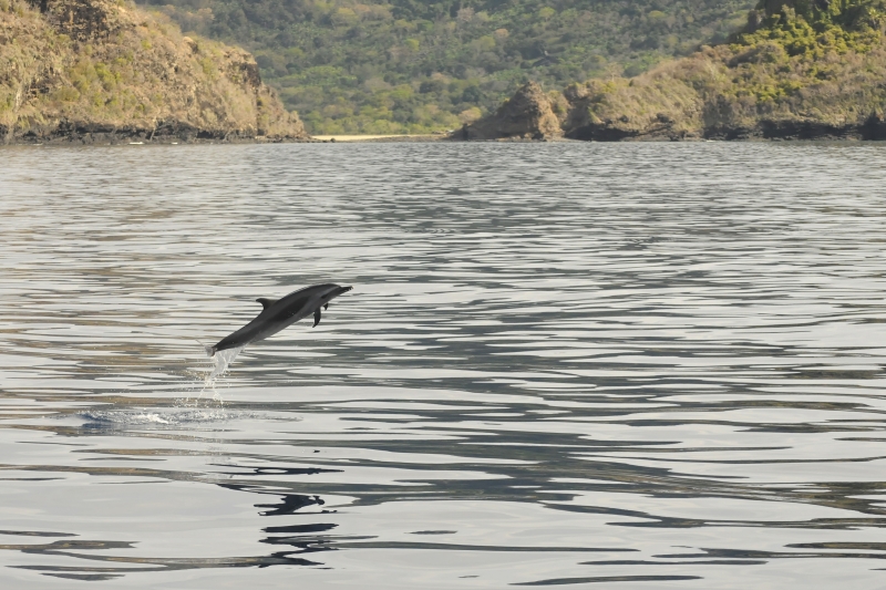 Dauphins : l’Etat français s’engage pour réduire les captures accidentelles
