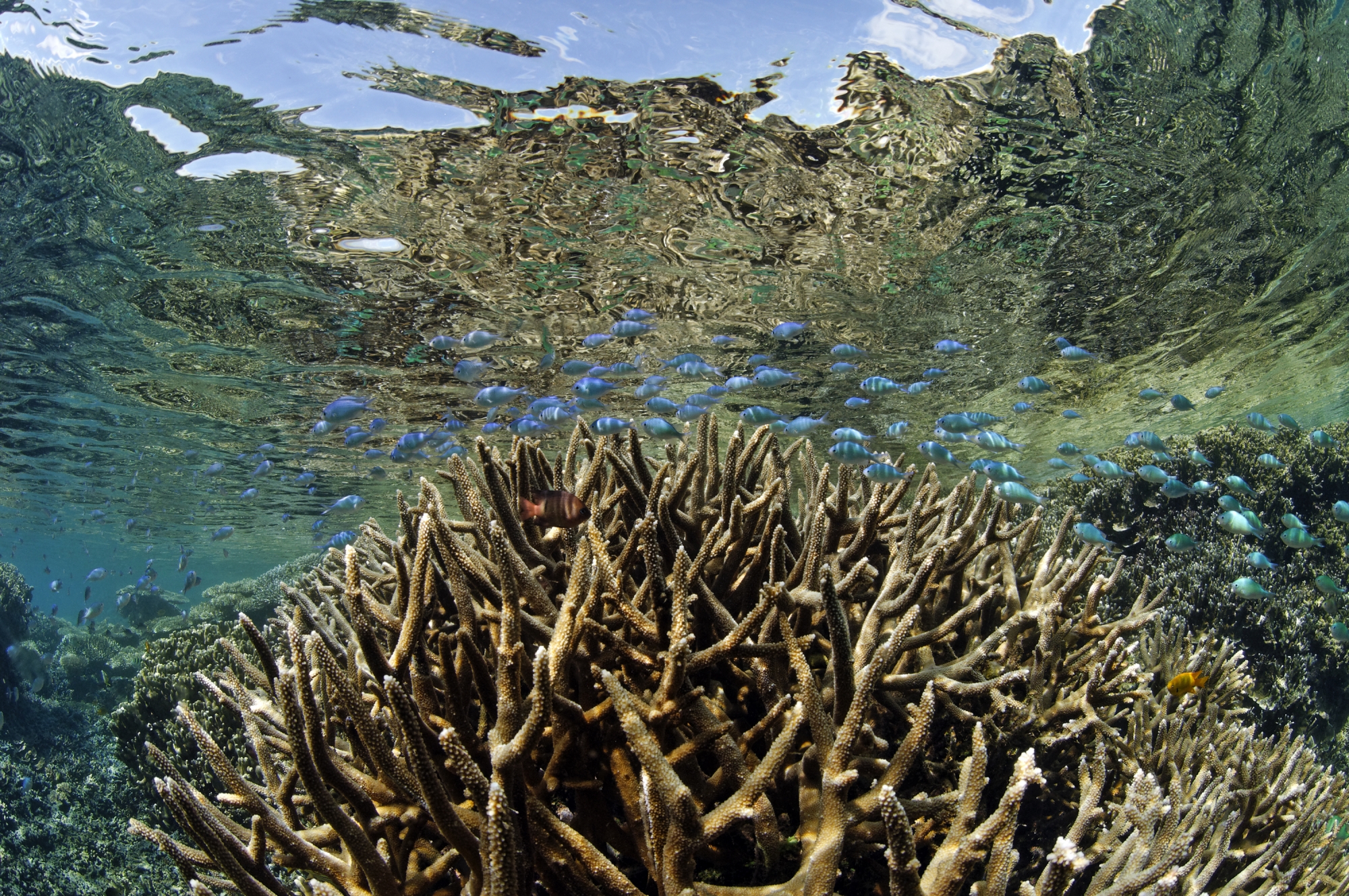 Une activité humaine croissante dans le lagon mahorais avec 36000 plongées annuelles